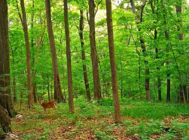 袖虎病猫攻略：猫不出门也会感染猫瘟吗？是！