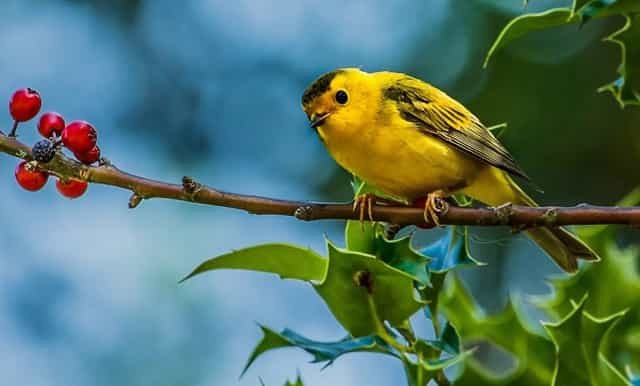 袖虎的十大宠物禁忌食品警告!