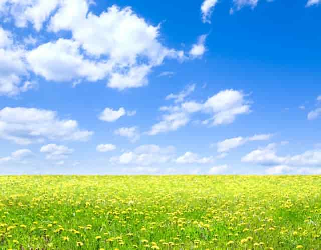 袖虎病狗攻略：该给狗狗吃什么？