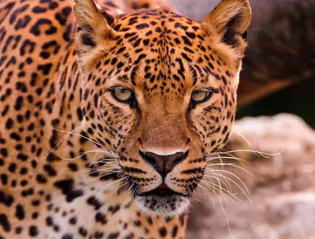 袖虎警告：这样洗澡会死猫！