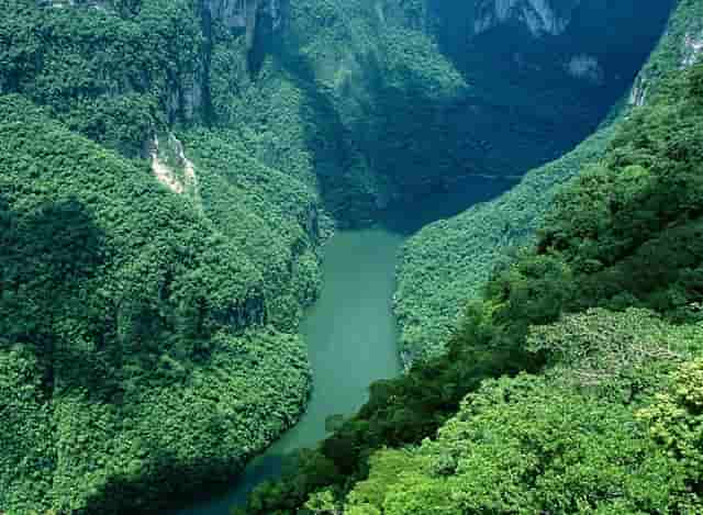 袖虎病狗攻略：幼犬要打哪些疫苗