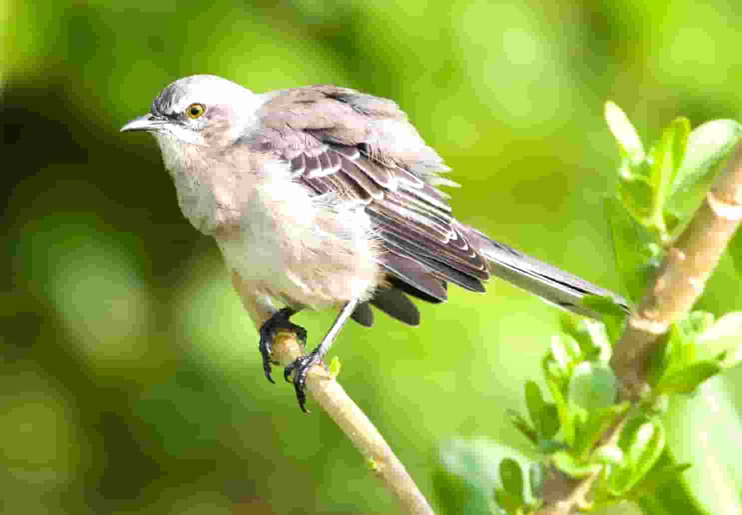 袖虎病猫攻略：猫咪突然不吃东西，很可能是这个原因