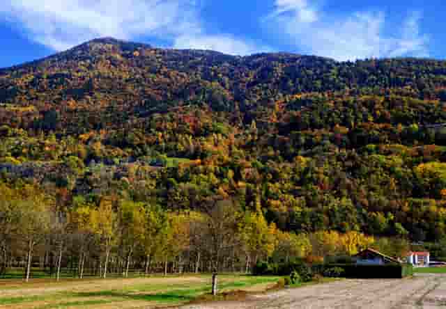 袖虎病猫攻略：预防自发性膀胱炎！
