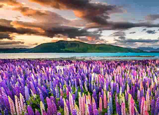 特斯拉欧洲车市(上海特斯拉出口欧洲)