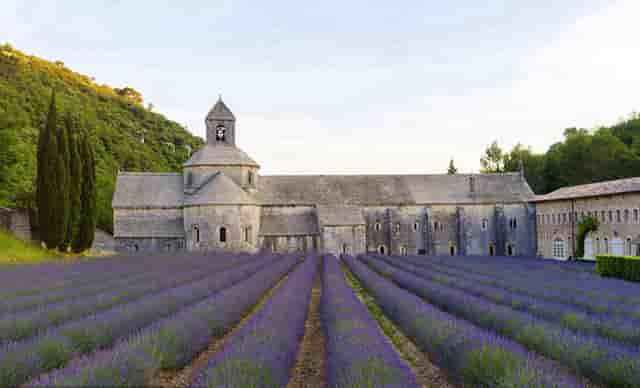 袖虎病猫攻略：买到猫癣的猫怎么办