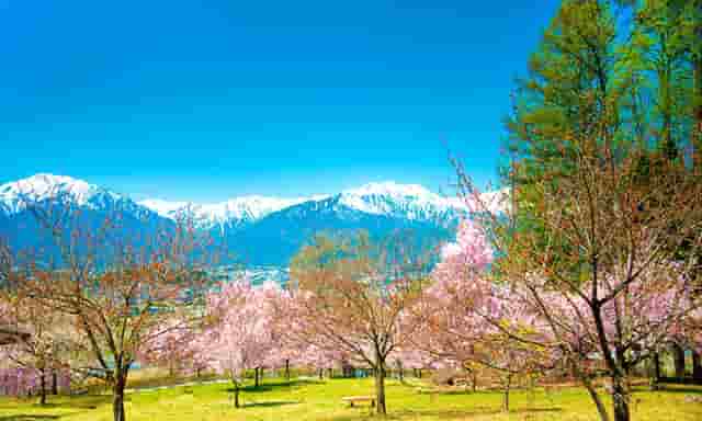 袖虎病猫攻略：公猫不愿与母猫交配怎么办