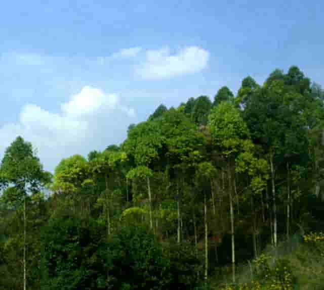 谢霆锋最新电影有哪些(谢霆锋最新电影2021)